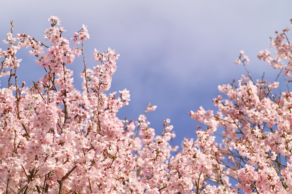 満開の桜 2014