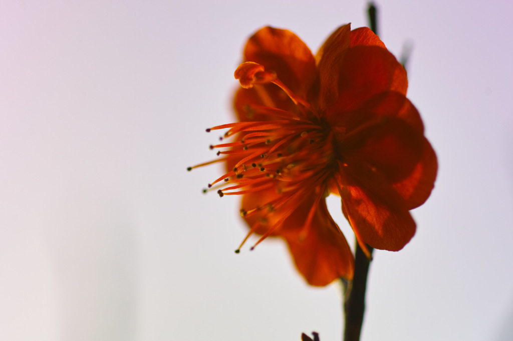 2015　紅梅
