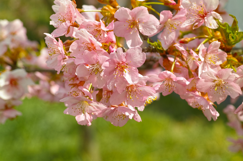 桜前線