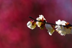 紅燃の中の白梅