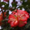 薔薇