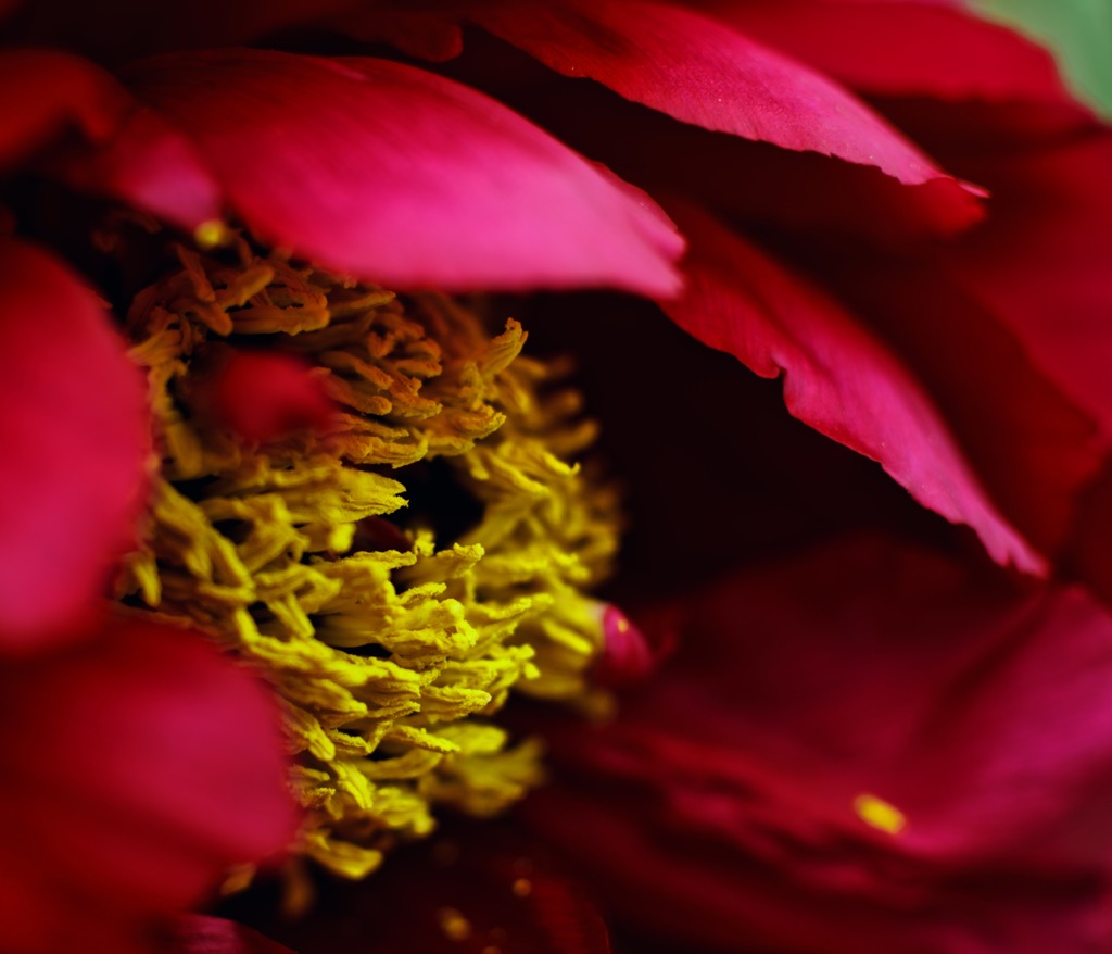 花王