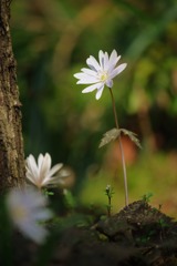 幸せになる一華
