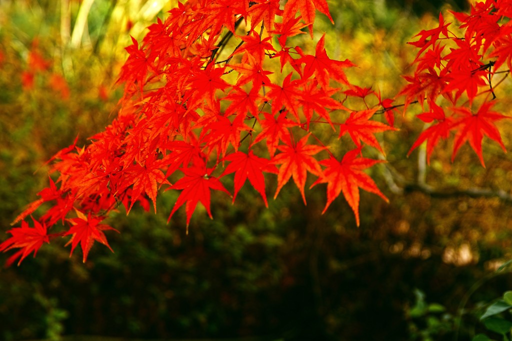 蔵出しの紅葉