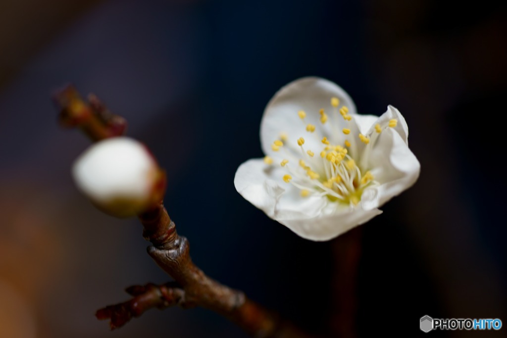 White plum