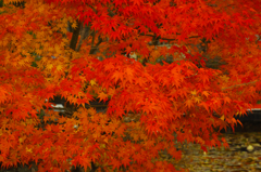 蔵出し　紅葉