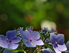 あじさいの開花