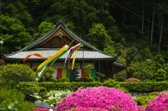 船宿寺のつつじ