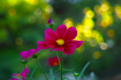 SMC 645 45mm F2.8 とSD1mの相性