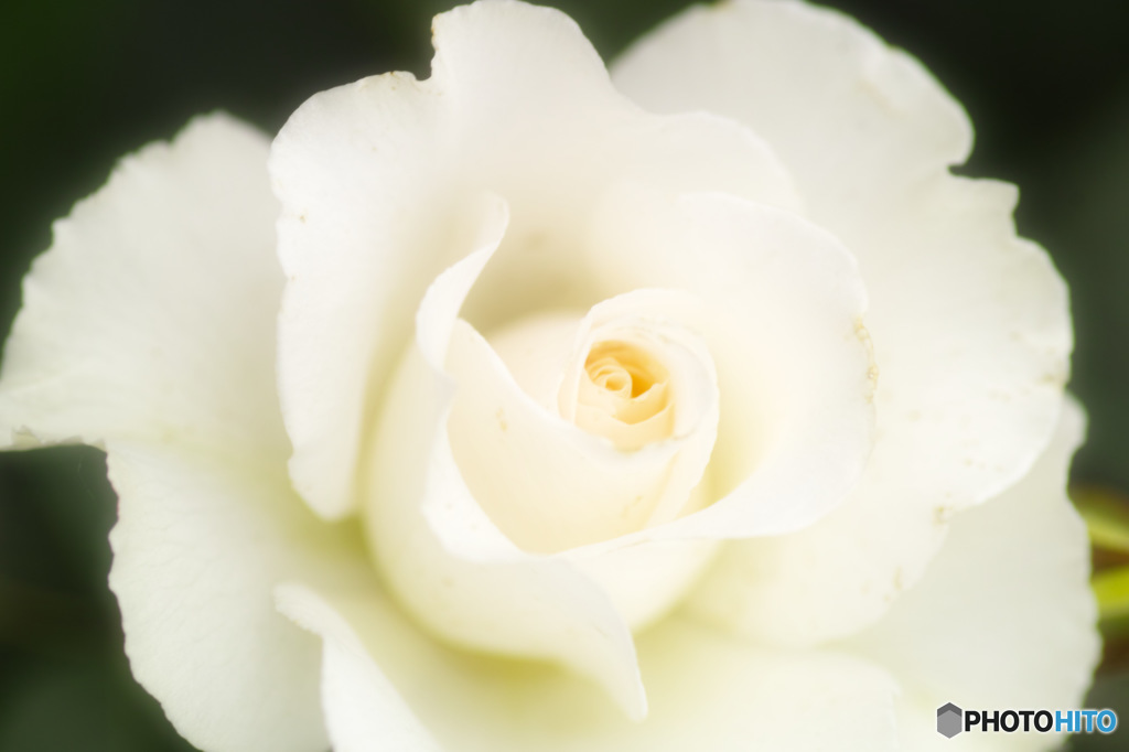 白薔薇 1