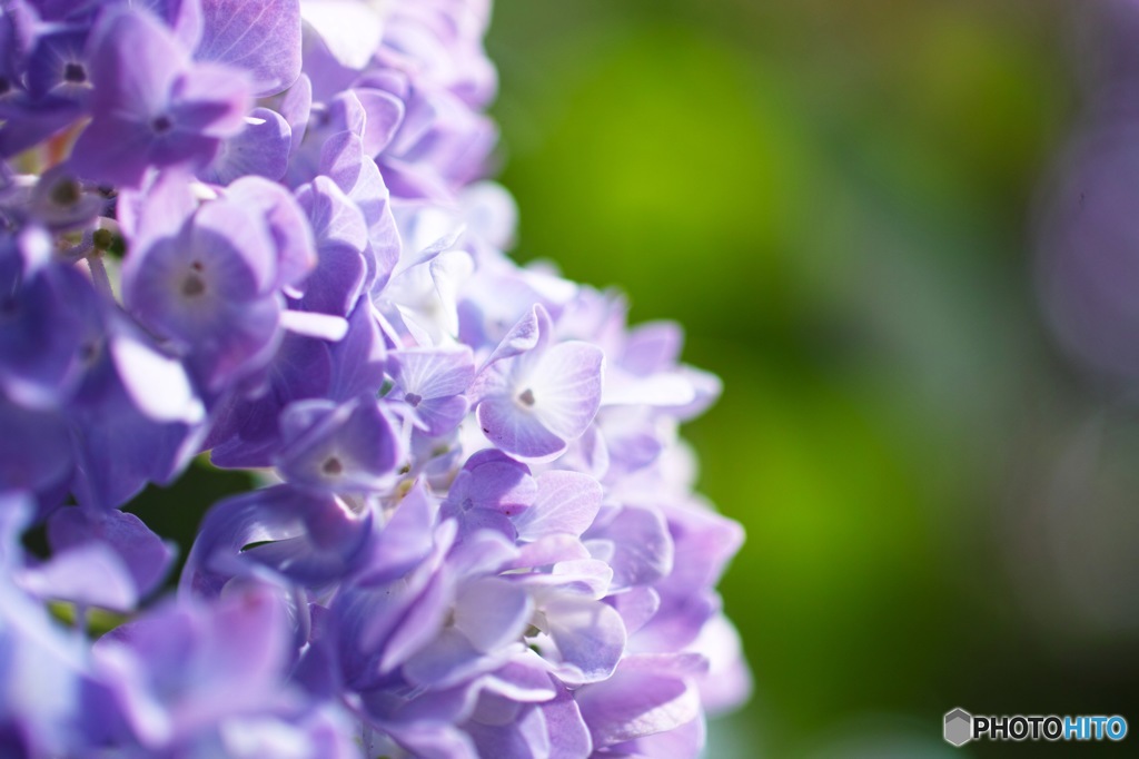 紫陽花らしく