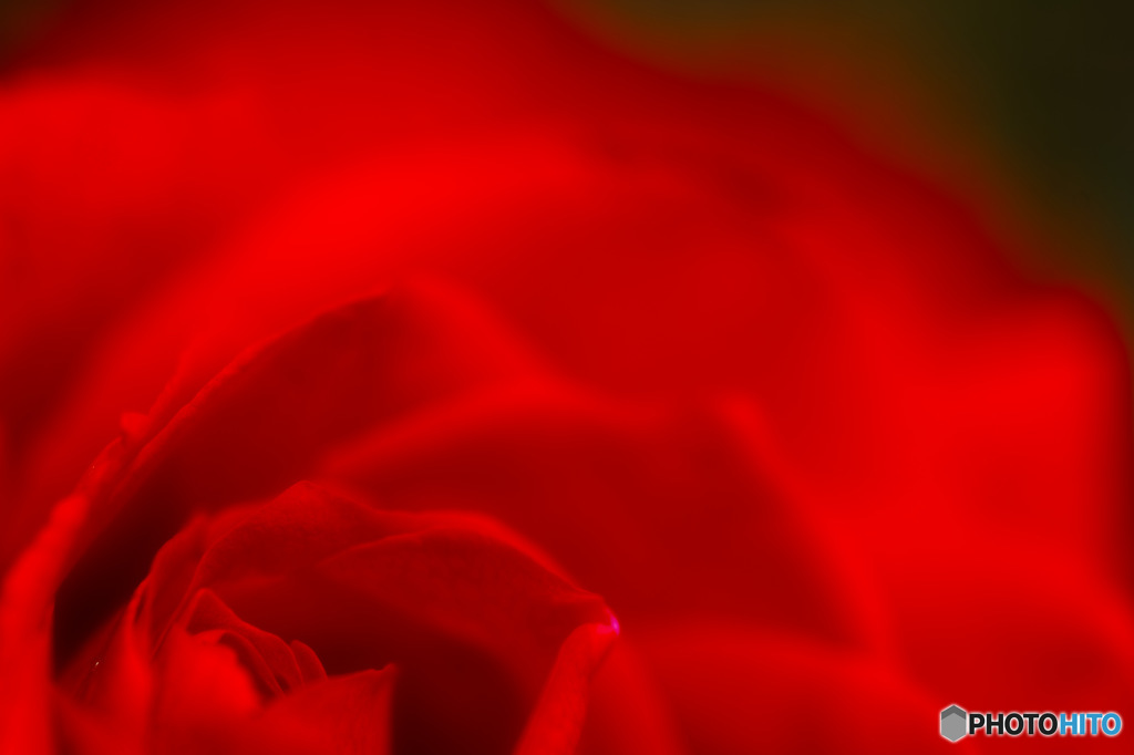 紅薔薇 2