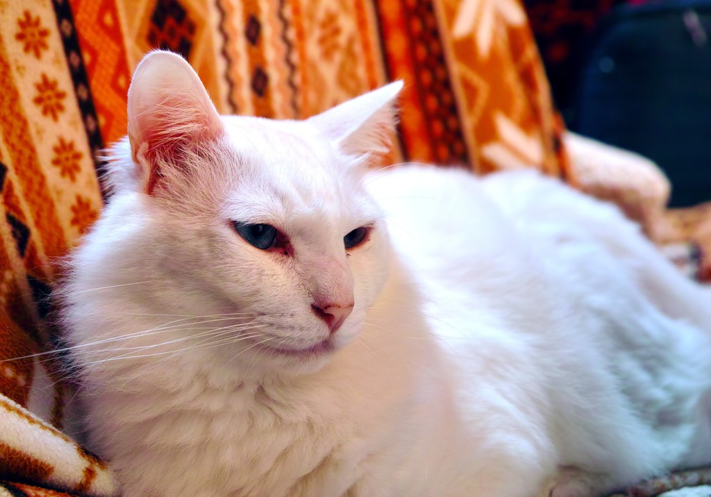 くつろぎの白猫