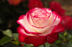薔薇の競演