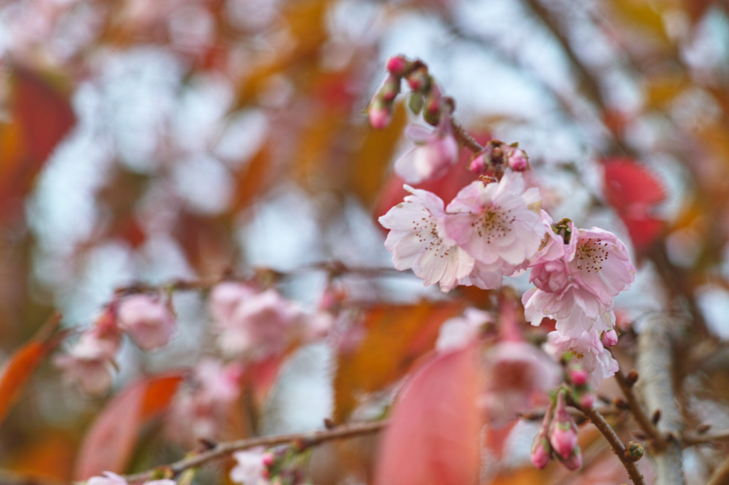 桜の紅葉