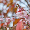 桜の紅葉