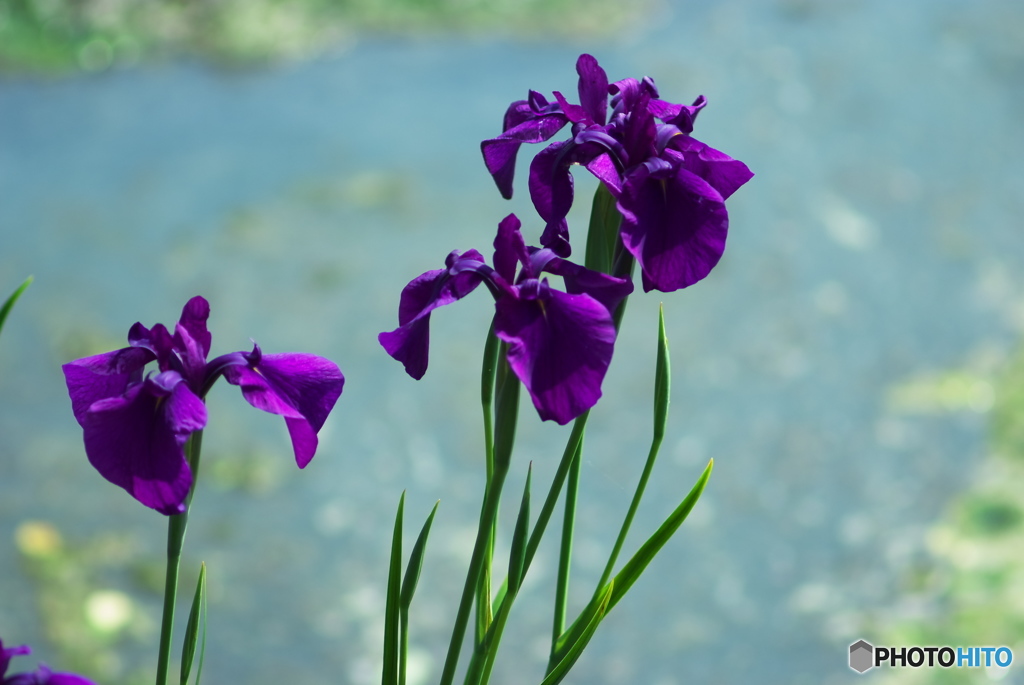 水中花