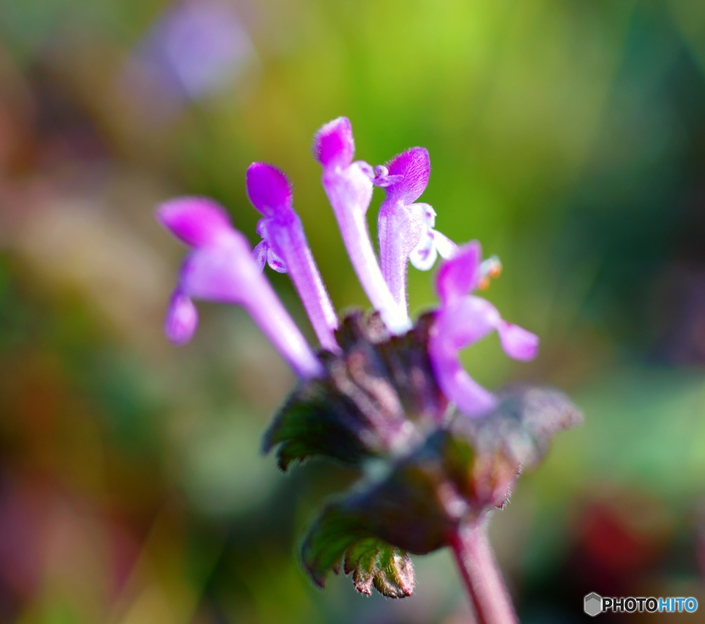 Lamium amplexicaule