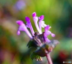 Lamium amplexicaule