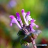 Lamium amplexicaule