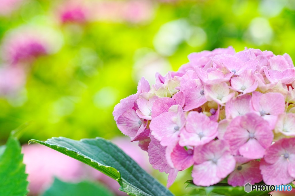 紫陽花の公園 2