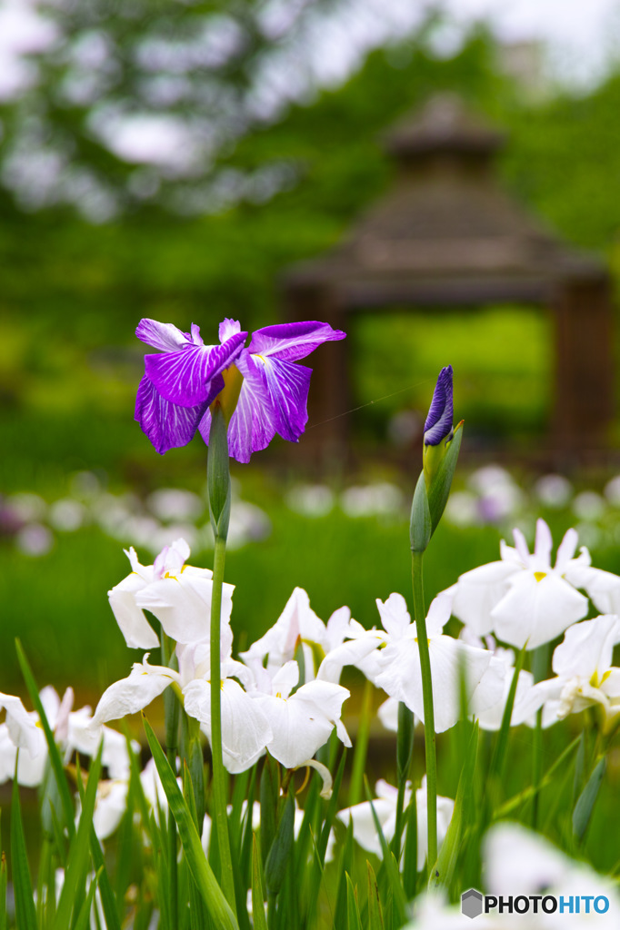 2016 花菖蒲