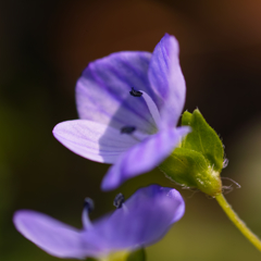 路傍の花２