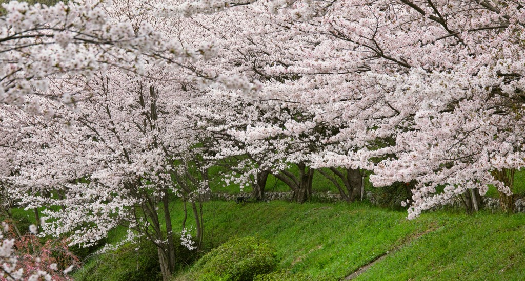 貸切桜道