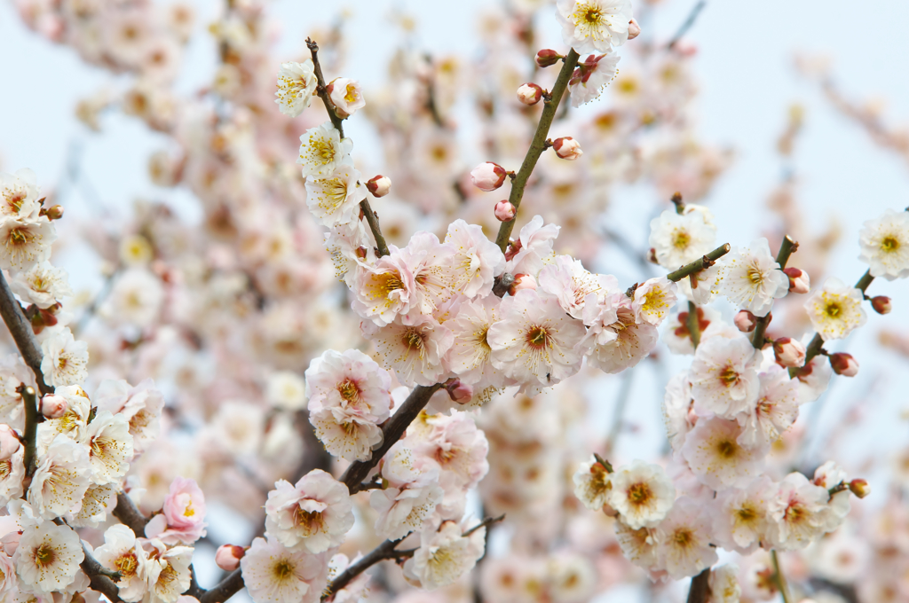梅の花曇