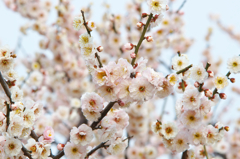 梅の花曇