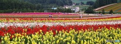 四季彩の丘