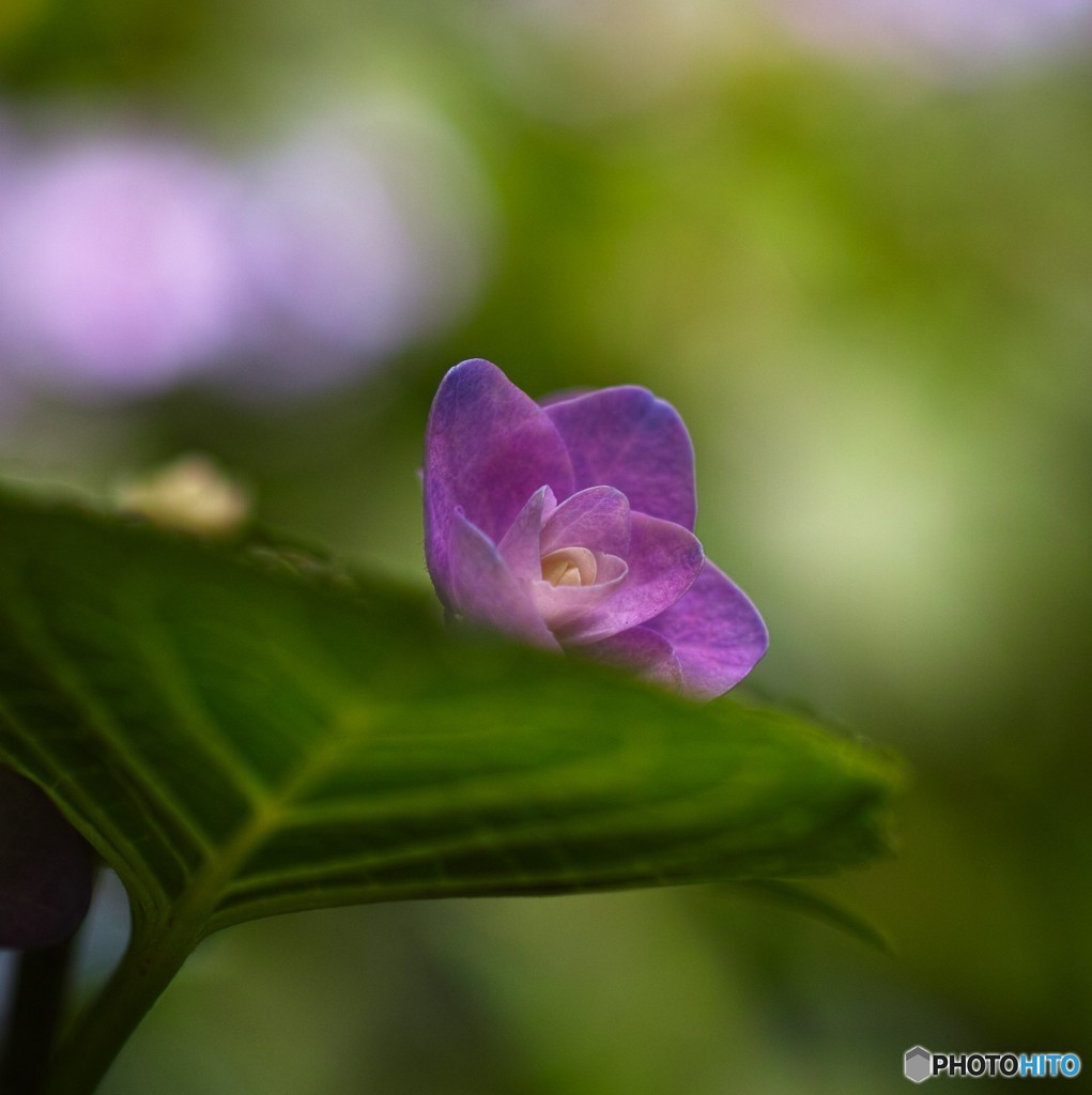 花弁　一丁