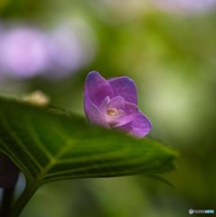 花弁　一丁