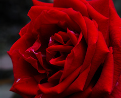 紅薔薇 SD1m + Σ70mm