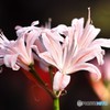 花弁の輝き