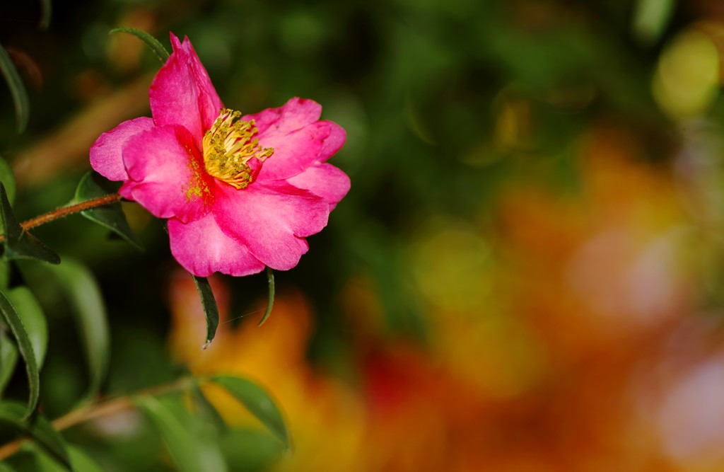 山茶花