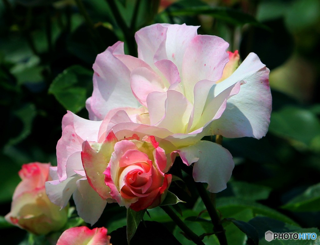 白薔薇 X7i (相方)