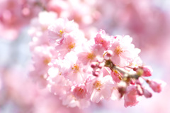 なごり桜