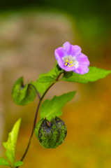 野に咲く花は