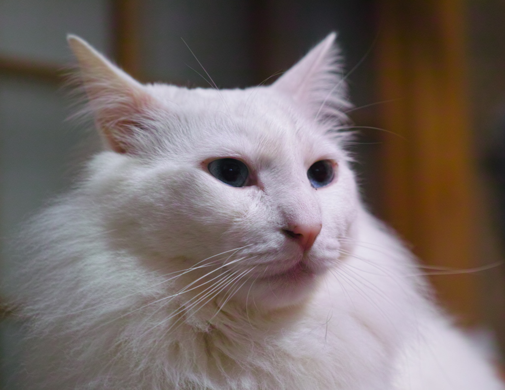引き伸ばしレンズテスト２　El-Nikkor 63mm F3.5