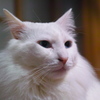 引き伸ばしレンズテスト２　El-Nikkor 63mm F3.5
