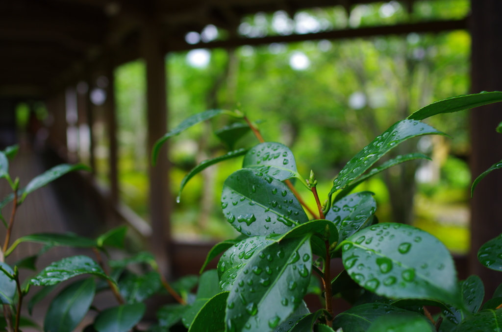 雨上がり