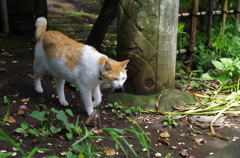 江ノ島の猫２