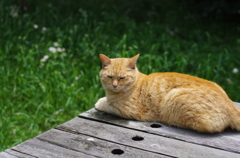 江ノ島の猫