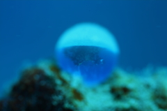 白浜のダイバー