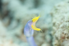 ハナヒゲウツボ