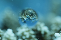 水中水族館