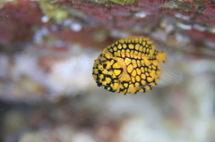 マツカサウオ