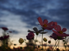 日没後と秋桜