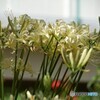 曼珠沙華－④